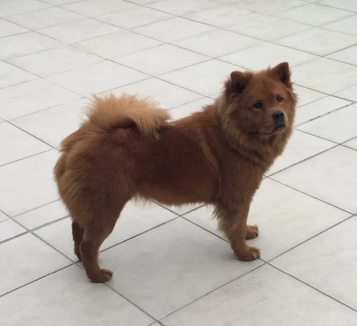 Cachorro ra a Chow chow com akita idade 2 anos nome Diva e Thompson
