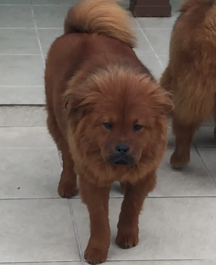 Cachorro ra a Chow chow com akita idade 2 anos nome Diva e Thompson