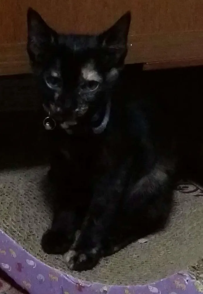 Gato ra a sem raça idade 2 a 6 meses nome Pádme