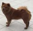 Cachorro raça Chow chow com akita idade 2 anos nome Diva e Thompson