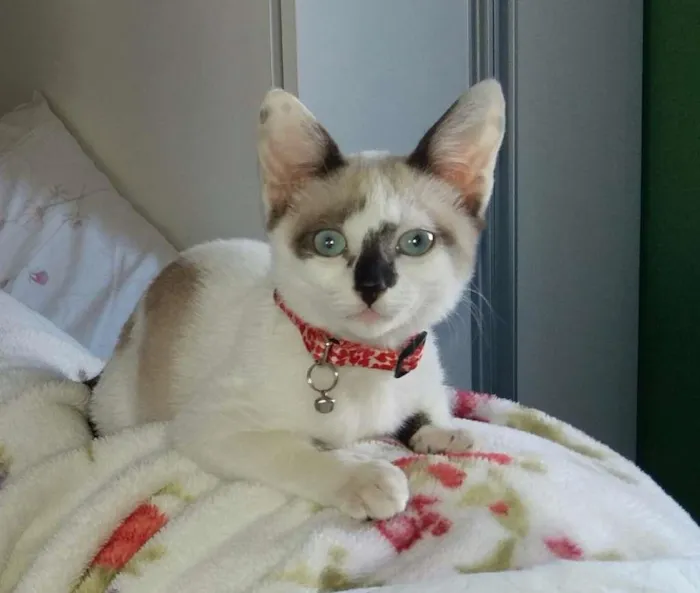 Gato ra a Setter idade 2 a 6 meses nome White