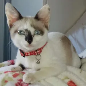 Gato raça Setter idade 2 a 6 meses nome White