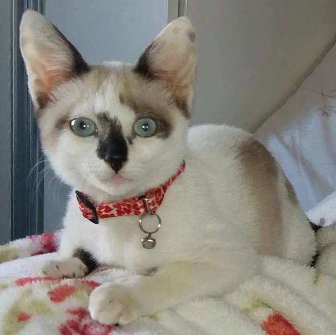 Gato ra a Setter idade 2 a 6 meses nome White