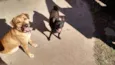 cacau e piquena 