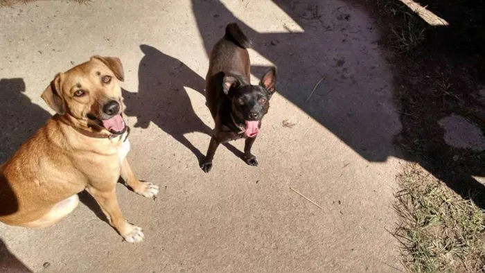 Cachorro ra a vira lata  idade 1 ano nome cacau e piquena 