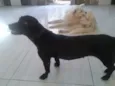 Madona e Marronzinha
