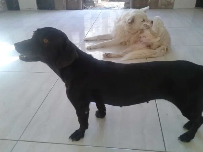 Cachorro ra a COFAP idade 3 anos nome Madona e Marronzinha