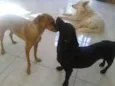 Madona e Marronzinha