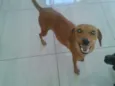 Madona e Marronzinha