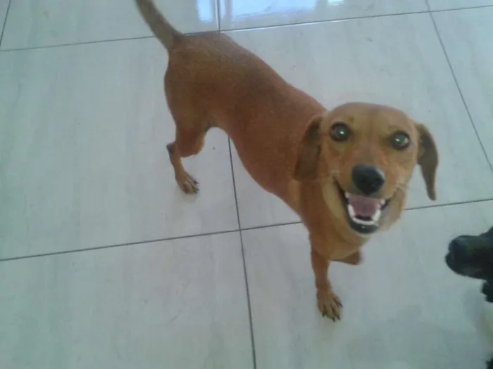 Cachorro ra a COFAP idade 3 anos nome Madona e Marronzinha
