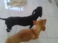 Madona e Marronzinha