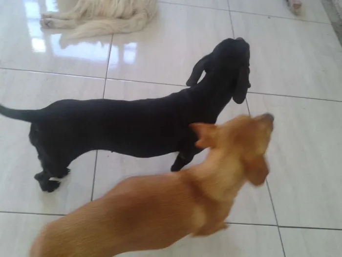 Cachorro ra a COFAP idade 3 anos nome Madona e Marronzinha