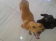 Madona e Marronzinha
