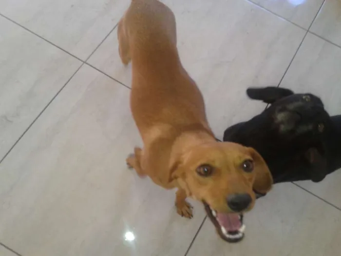 Cachorro ra a COFAP idade 3 anos nome Madona e Marronzinha