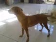 Madona e Marronzinha