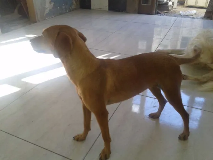 Cachorro ra a COFAP idade 3 anos nome Madona e Marronzinha