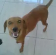Madona e Marronzinha