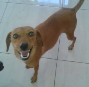 Cachorro raça COFAP idade 3 anos nome Madona e Marronzinha