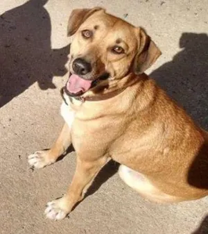 Cachorro raça vira lata  idade 1 ano nome cacau e piquena 