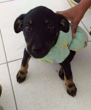Cachorro raça SRD idade 2 a 6 meses nome Ritinha