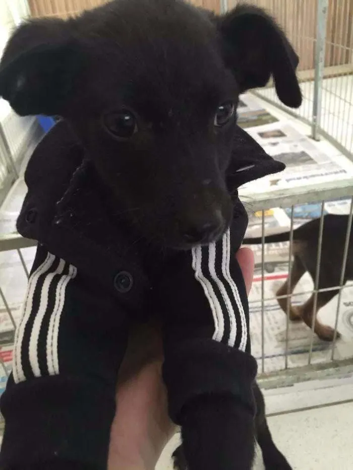 Cachorro ra a SRD idade 2 a 6 meses nome Alpino