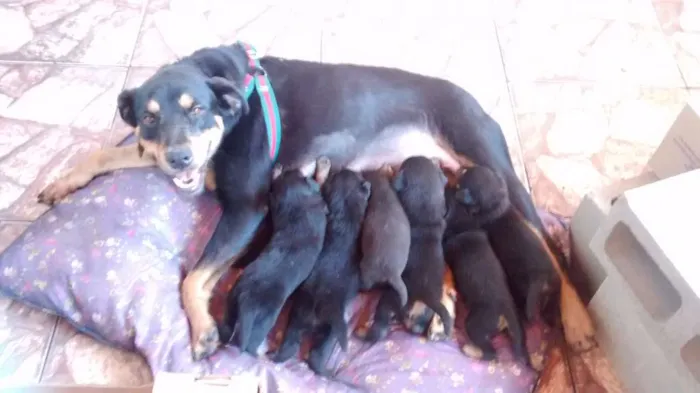 Cachorro ra a Rottweiler  idade Abaixo de 2 meses nome Não tem 
