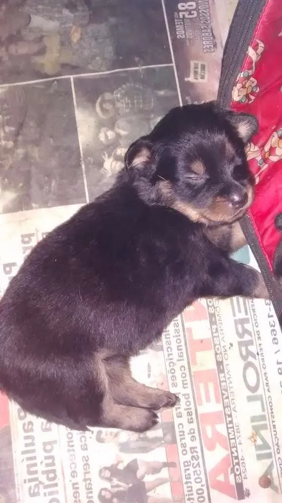 Cachorro ra a Rottweiler  idade Abaixo de 2 meses nome Não tem 