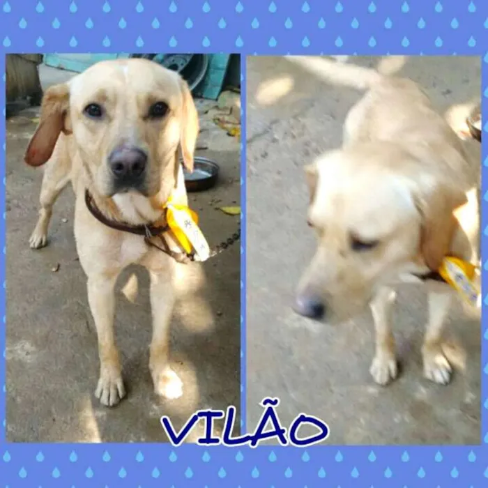 Cachorro ra a Labrador idade 1 ano nome Vilão