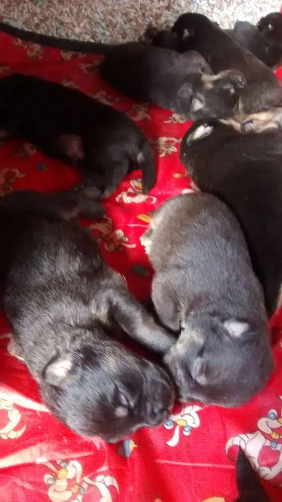 Cachorro ra a Rottweiler  idade Abaixo de 2 meses nome Não tem 