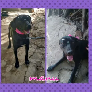 Cachorro raça SRD idade 2 anos nome Manu