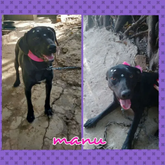Cachorro ra a SRD idade 2 anos nome Manu