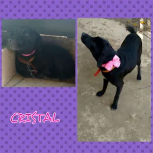 Cachorro raça SRD idade 1 ano nome Cristal