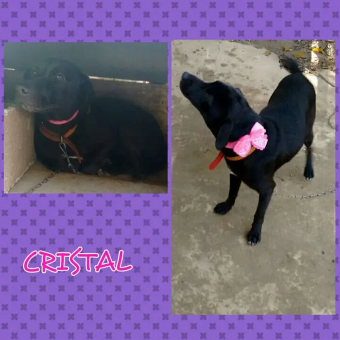 Cachorro ra a SRD idade 1 ano nome Cristal