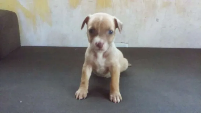 Cachorro ra a  idade Abaixo de 2 meses nome sem nome