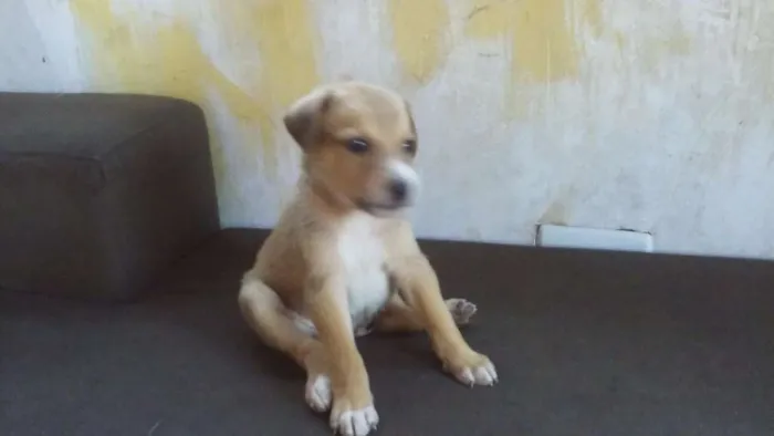 Cachorro ra a  idade Abaixo de 2 meses nome sem nome