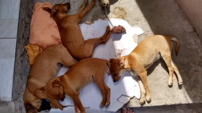 Cachorro ra a Vira lata  idade 2 a 6 meses nome Sem nome