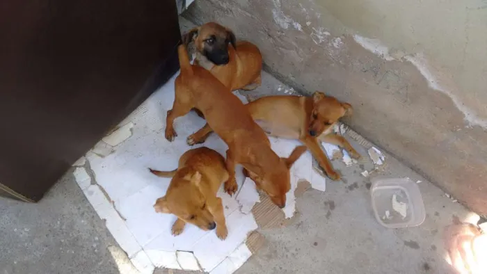 Cachorro ra a Vira lata  idade 2 a 6 meses nome Sem nome