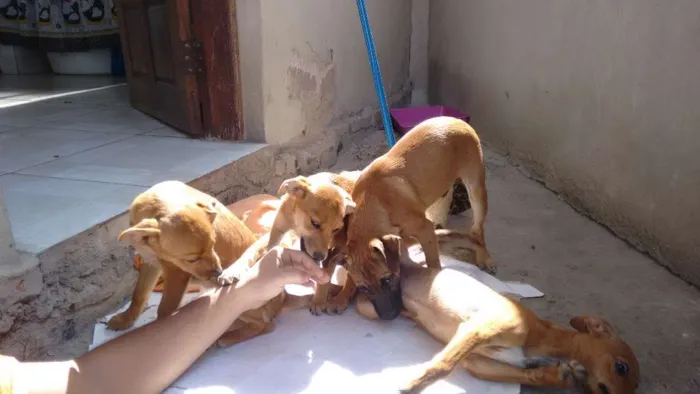 Cachorro ra a Vira lata  idade 2 a 6 meses nome Sem nome