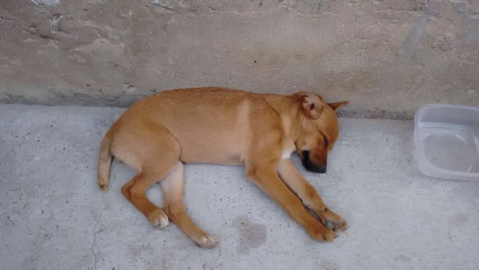 Cachorro ra a Vira lata  idade 2 a 6 meses nome Sem nome