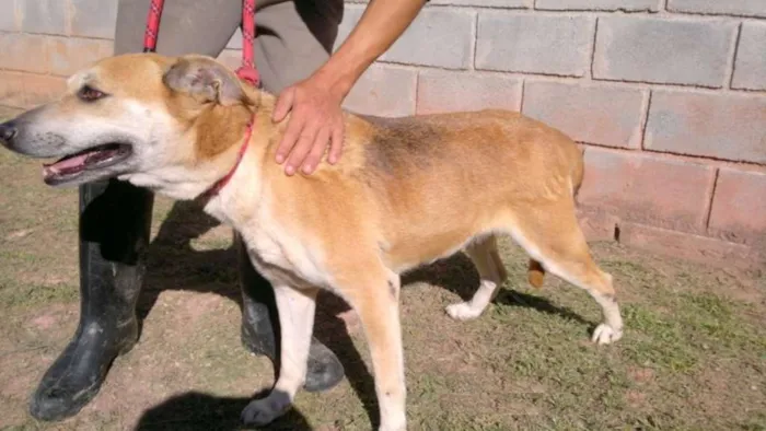 Cachorro ra a SRD idade 6 ou mais anos nome Meg