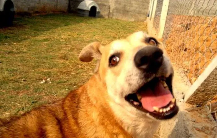 Cachorro ra a SRD idade 6 ou mais anos nome Meg