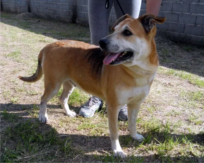 Cachorro ra a SRD idade 6 ou mais anos nome Meg
