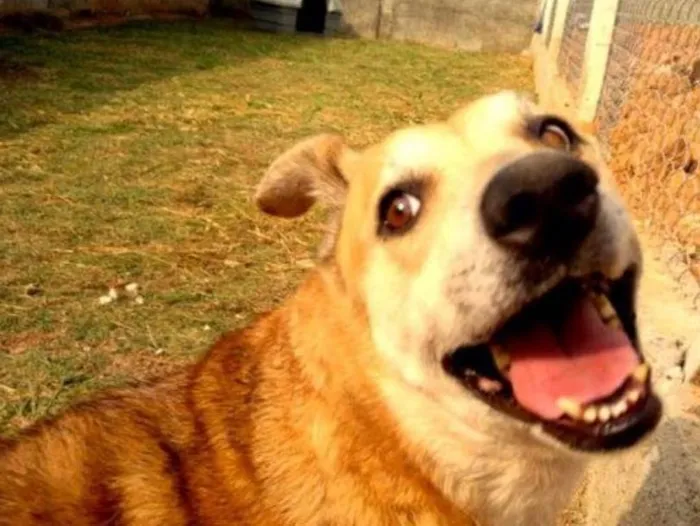 Cachorro ra a SRD idade 6 ou mais anos nome Meg
