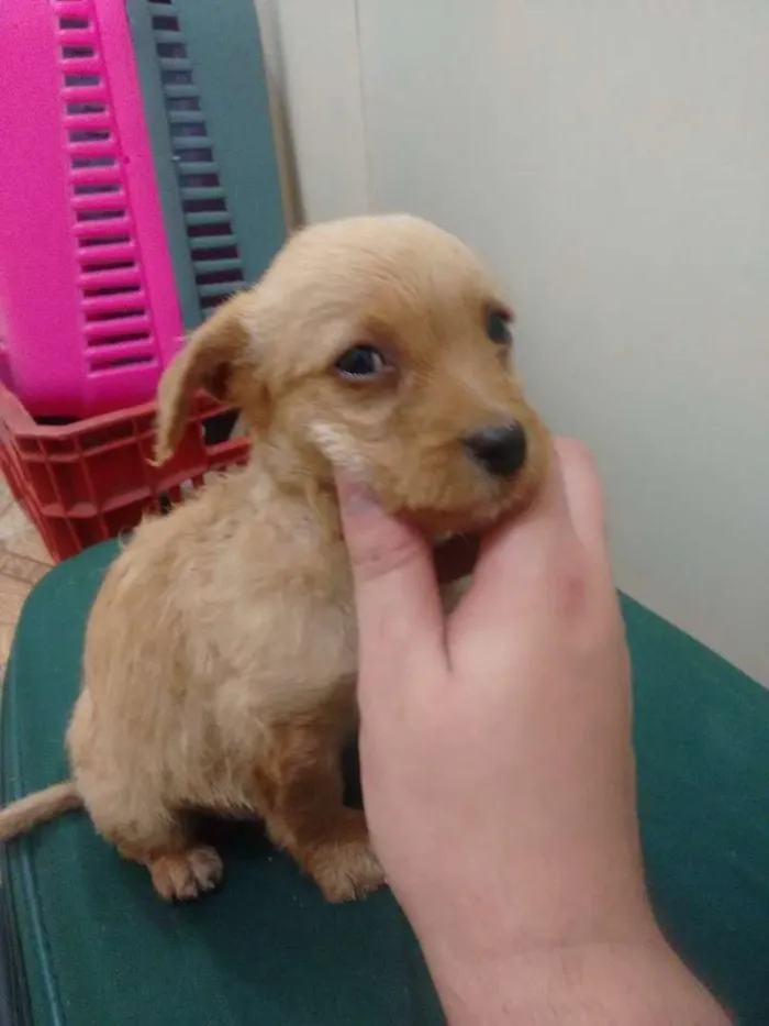 Cachorro ra a SRD idade 2 a 6 meses nome Filhote