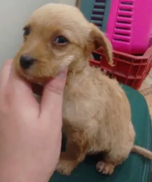 Cachorro raça SRD idade 2 a 6 meses nome Filhote