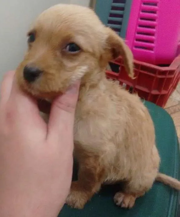 Cachorro ra a SRD idade 2 a 6 meses nome Filhote