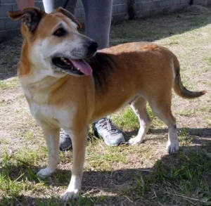 Cachorro raça SRD idade 6 ou mais anos nome Meg