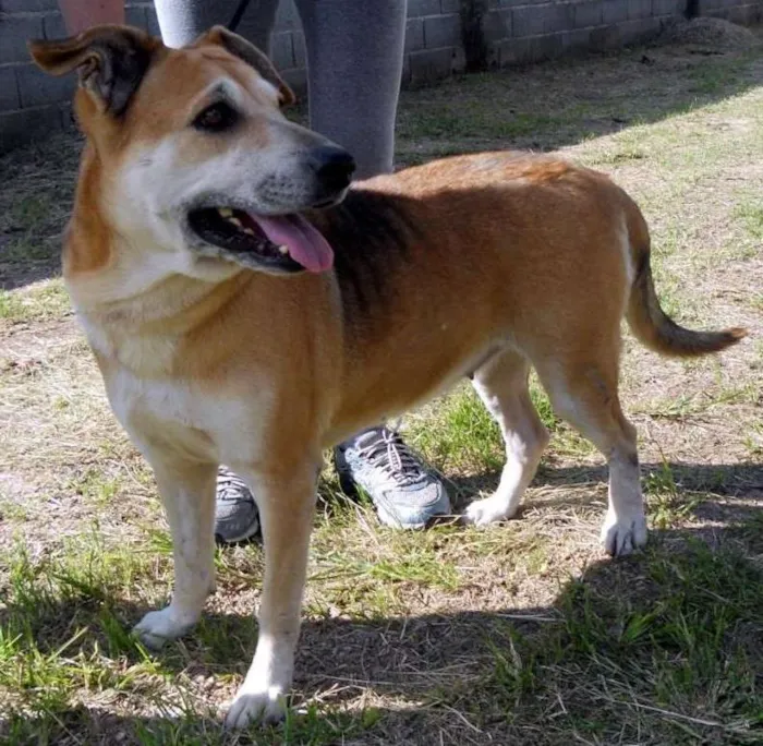 Cachorro ra a SRD idade 6 ou mais anos nome Meg