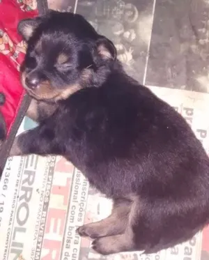 Cachorro raça Rottweiler  idade Abaixo de 2 meses nome Não tem 