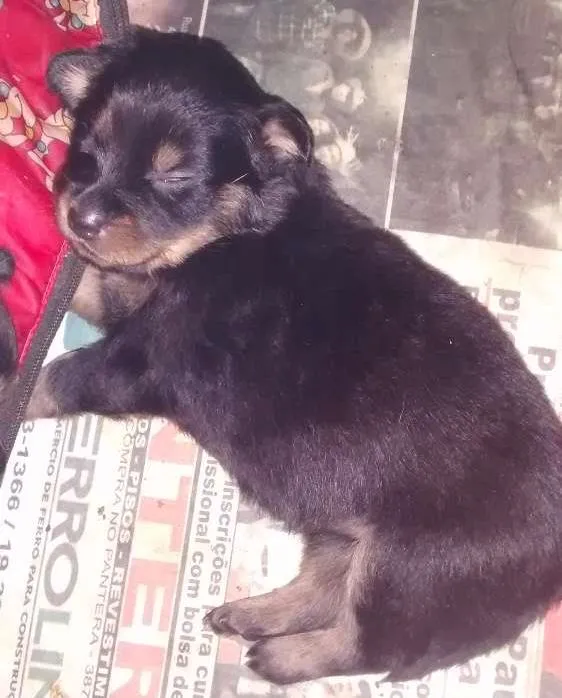 Cachorro ra a Rottweiler  idade Abaixo de 2 meses nome Não tem 